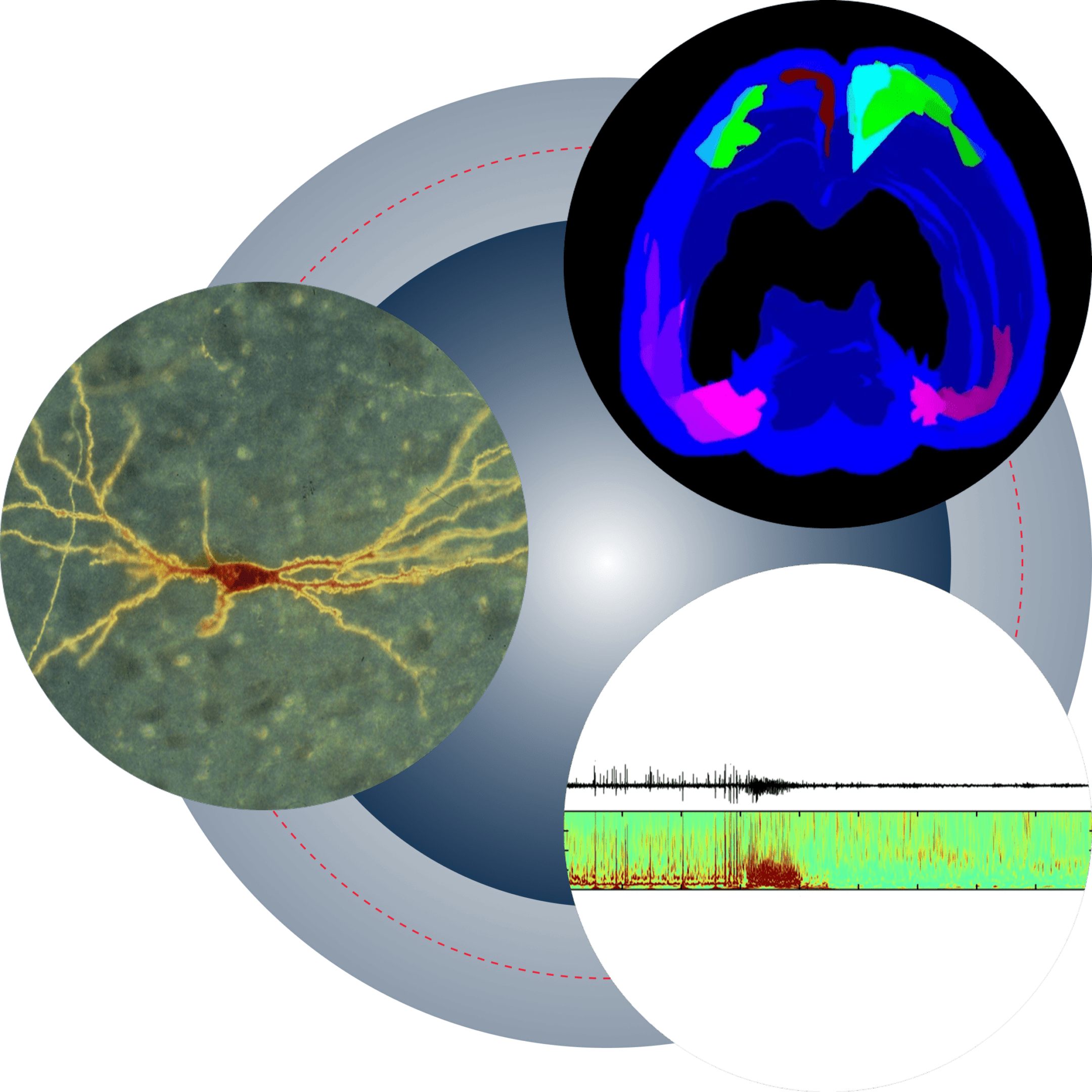 Brain scan, neuron, and EEG waveforms illustration.