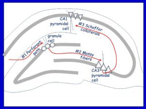 Trisynaptic Trisynaptic